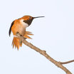 Allen's Hummingbird